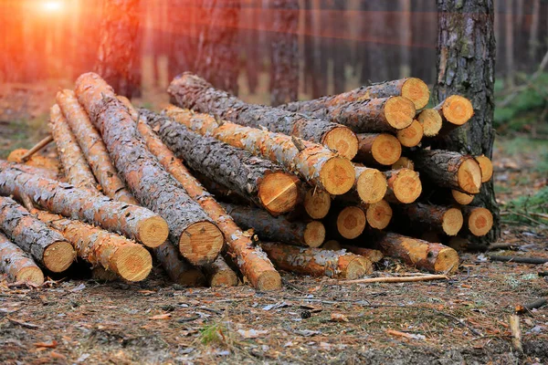 Paisaje Con Troncos Madera Almacenados Sobre Fondo Atardecer Bosque —  Fotos de Stock