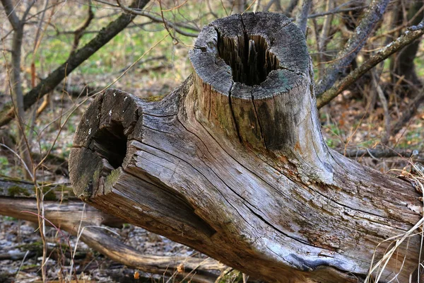 Starý Suchý Dřevěný Útržek Lese — Stock fotografie