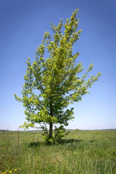 Solo Árbol Verde Pastizales Bajo Cielo Azul — Foto de Stock