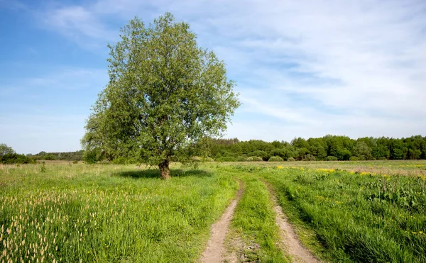 Voorjaarslandschap Met Alleen Boom Bij Onverharde Weg Groene Steppe — Stockfoto