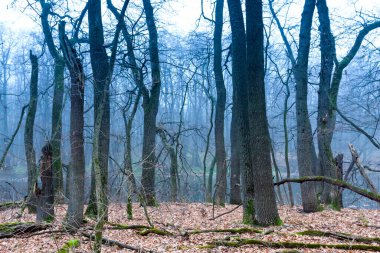 Sisli ormanda sonbahar meşesi ağaçları