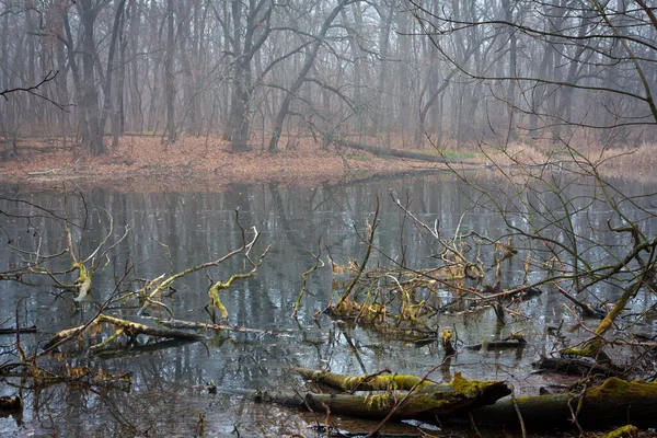 Mist Boven Moeras Herfstlandschap Met Moeras Diep Bos — Stockfoto