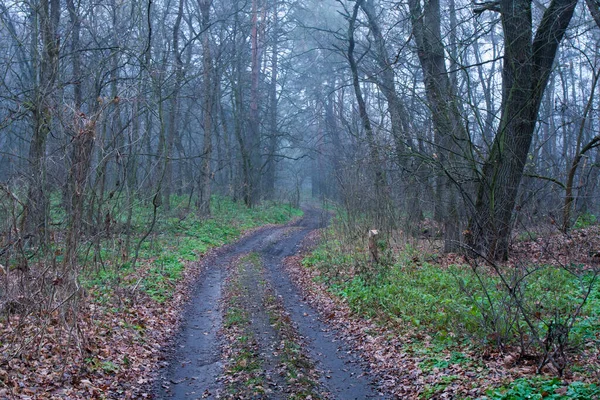 雾蒙蒙的森林里的土路 秋天的风景 — 图库照片