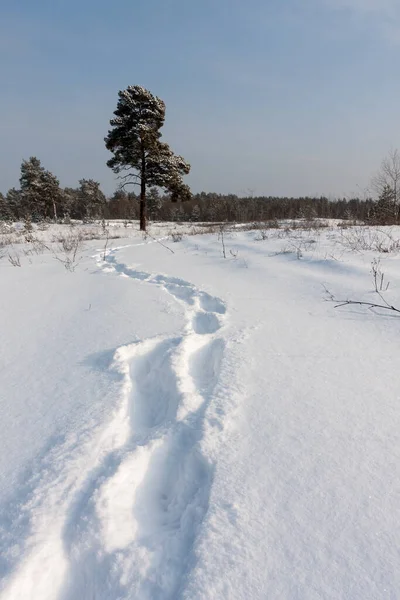 Pegadas Neve Através Prado Inverno Floresta — Fotografia de Stock