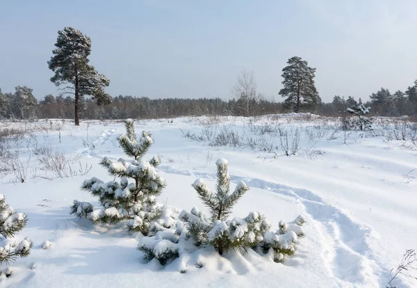 雪に覆われた森の牧草地の松 — ストック写真