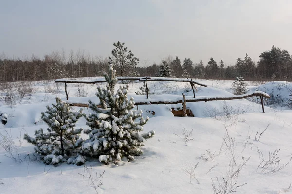 Vinterscen Med Tallar Äng Nära Trästaket — Stockfoto
