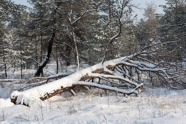 Větrovník Zasněženém Zimním Borovicovém Lese — Stock fotografie