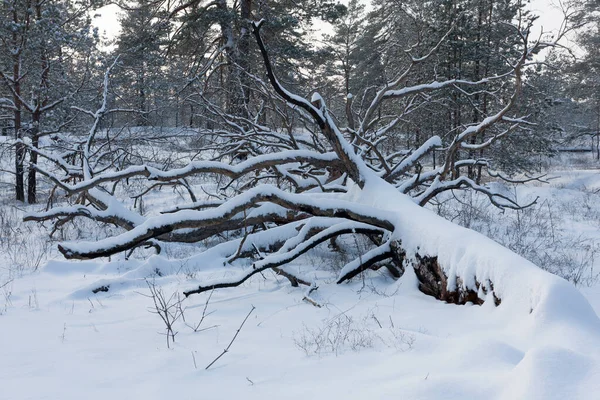 Grote Boom Geblazen Door Wind Winter Dennenbos — Stockfoto