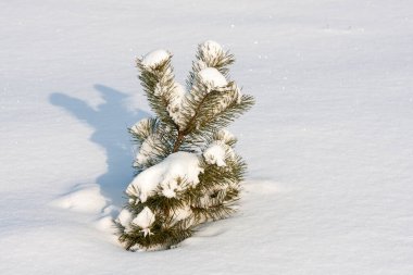 Kış çayırında, karın altında küçük çam ağacı