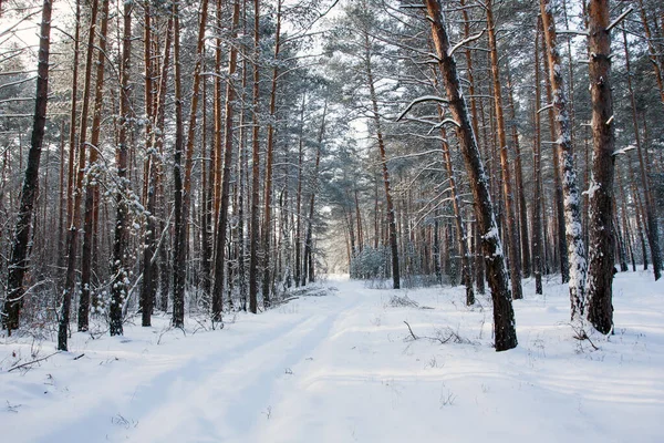 Paysage Hivernal Dans Forêt Pins — Photo