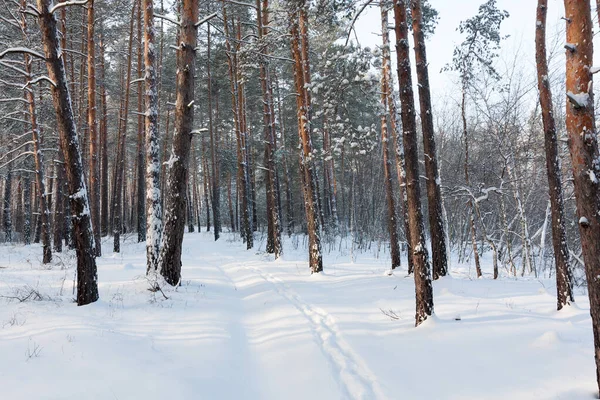 Pad Sneeuw Winter Dennenbos — Stockfoto