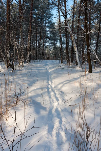 Stopy Sněhu Zimním Lese — Stock fotografie