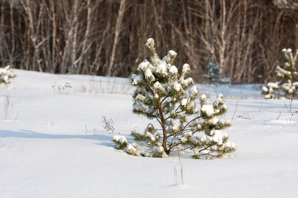 Schnee Bedeckte Kleine Kiefer Winterwald — Stockfoto