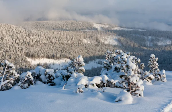 Zimowy Krajobraz Górski Pokrytymi Śniegiem Małymi Sosnami Zboczu Góry Weź — Zdjęcie stockowe