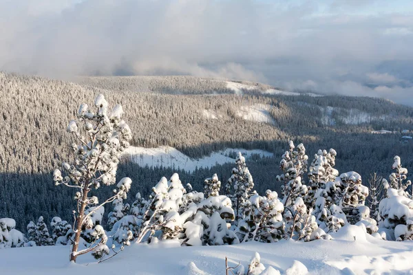 Paesaggio Invernale Con Pini Alta Montagna Tatra Slovacchia — Foto Stock