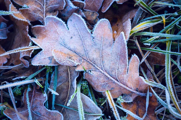 Абстрактний Заморожений Дубовий Лист Зеленій Траві — стокове фото