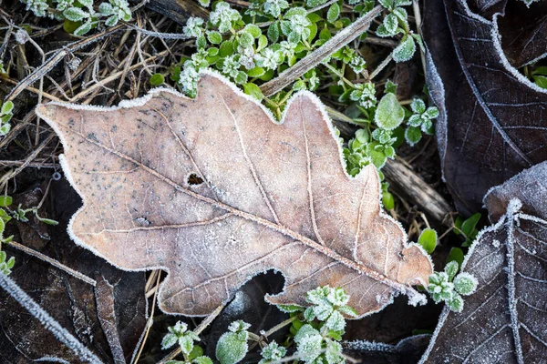 Abstraktes Gefrorenes Eichenblatt Herbst Auf Dem Boden Wald — Stockfoto