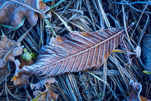 Abstraktes Gefrorenes Herbstblatt Auf Dem Boden — Stockfoto