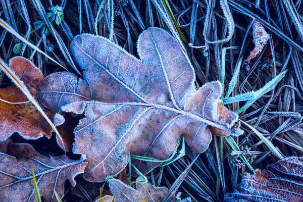 Hoja Roble Seco Congelado Hierba Verde — Foto de Stock