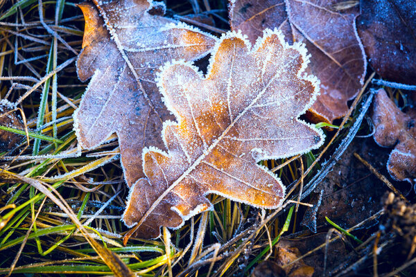 Bright dry autumn leaf in hoarfrost