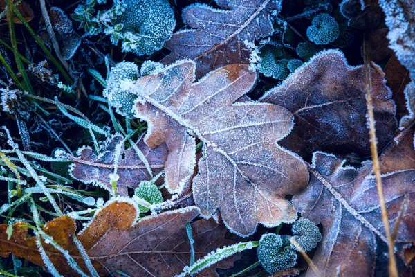 乾燥した秋のオークの葉の上の霜 — ストック写真