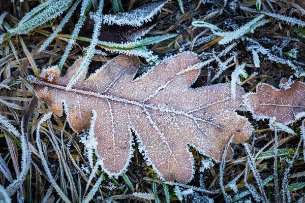 Gefrorenes Trockenes Eichenblatt Auf Gras — Stockfoto