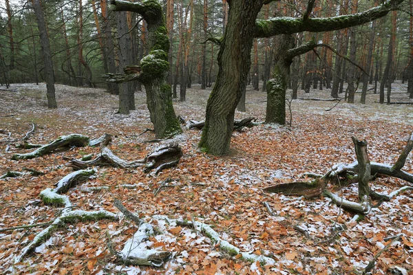 森の中の木の上に霜が降り — ストック写真