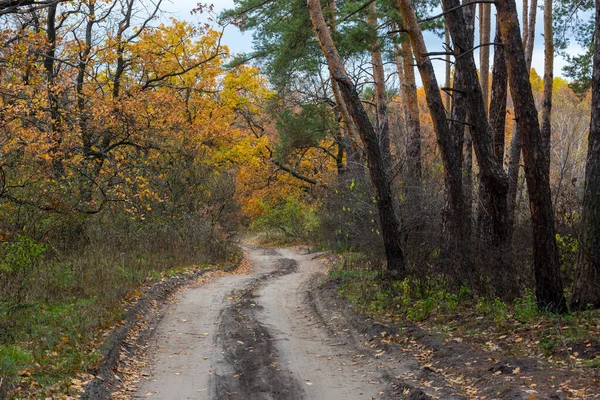 Jesienny Krajobraz Ścieżką Leśną — Zdjęcie stockowe