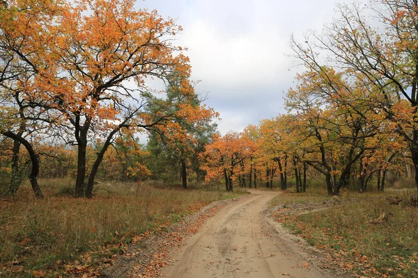 Landscape Rut Road Autumn Forest Bright Leafage Oak Trees — Stock Photo, Image