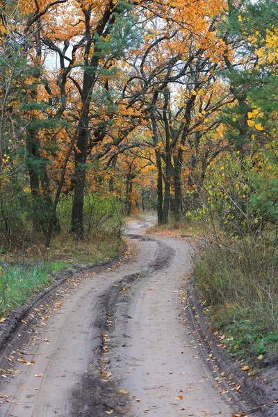Landscapw Autumn Road Forest — Stock Photo, Image