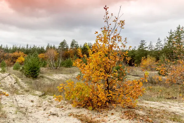 Small Oak Tree Meadow Autumn Forest — Stock Photo, Image