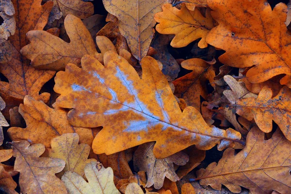 Autunno Quercia Foglie Copertura Sfondo Astratto — Foto Stock