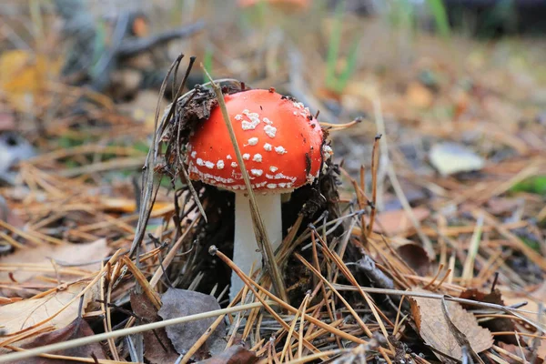 Moucha Agarické Houby Podzimním Borovicovém Lese — Stock fotografie