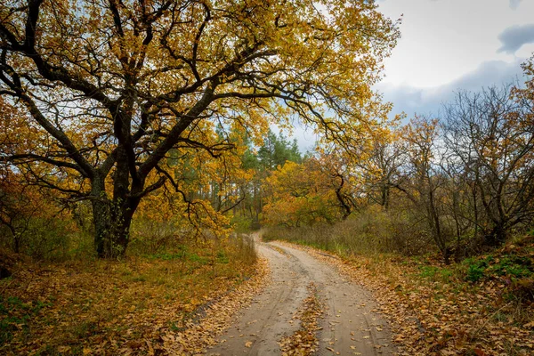 Jesienny Krajobraz Rut Drogi Zakręt Lesie — Zdjęcie stockowe