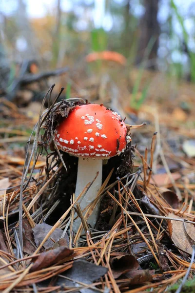松林中美丽的果蝇蘑菇 — 图库照片