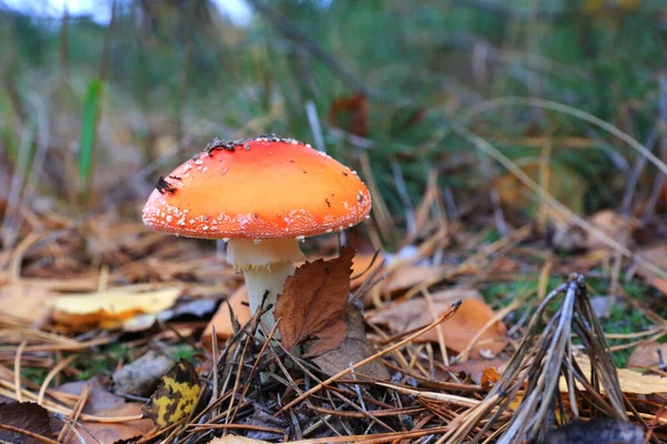 Fliegenpilz Auf Wiese Wald — Stockfoto