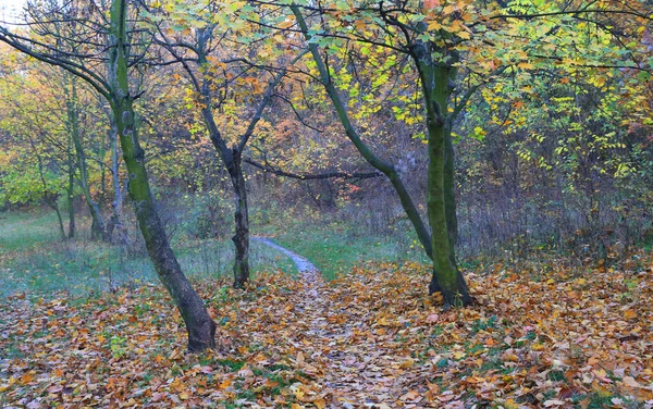 Lugn Scen Med Gångväg Höstparken — Stockfoto