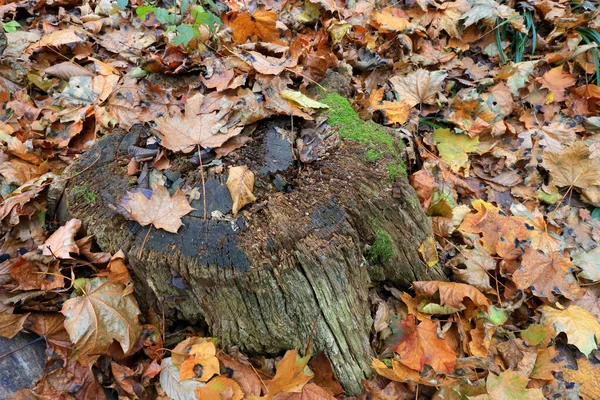 Oud Houten Strookje Tussen Omgevallen Bladeren Herfstbos — Stockfoto