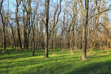 Güneşli bir günde yeşil çimenli vahşi yapraksız orman