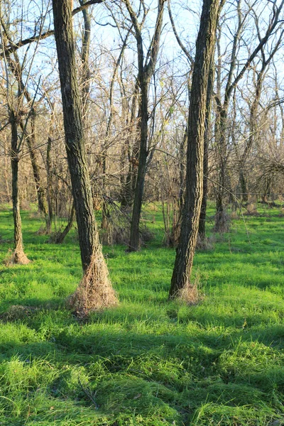 Alberi Senza Foglie Secchi Nella Foresta Verde Durante Giornata Sole — Foto Stock