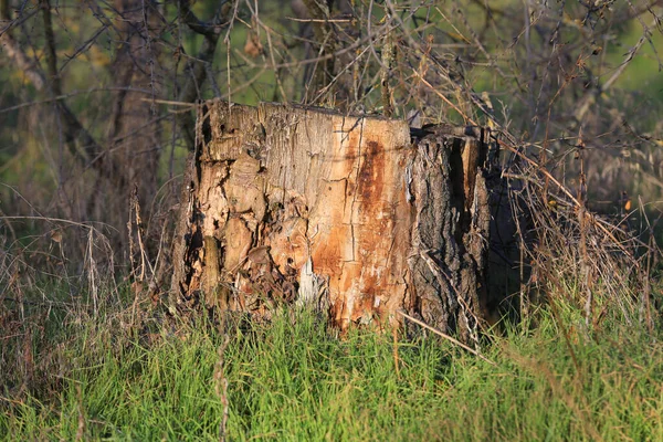 Velho Toco Madeira Seco Floresta — Fotografia de Stock
