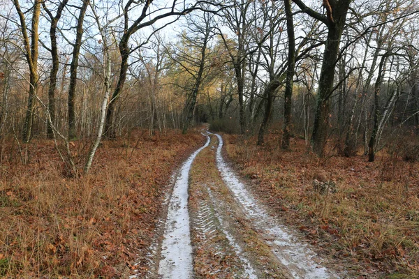 Strada Sterrata Ghiacciata Nella Foresta Autunnale — Foto Stock