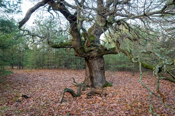 Oude Bladloze Eikenboom Het Bos — Stockfoto