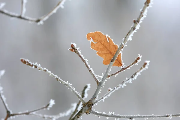 Oak Twig Alone Dry Leaf Hoarfrost — Stock Photo, Image