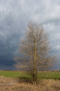 Bahar çayırında yapraksız ağaç bozkırda fırtınadan önce