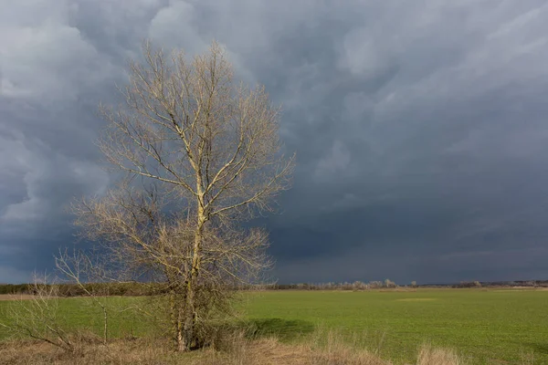 Sozinha Árvore Sem Folhas Campo Verde Farmig Sob Nuvens Tempestuosas — Fotografia de Stock