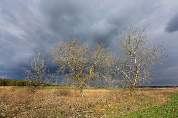 Árvores Sem Folhas Primavera Perto Campo Agrícola Sob Nuvens Trovoada — Fotografia de Stock