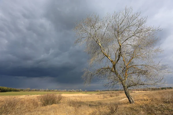 Allein Blätterloser Baum Auf Frühlingswiese Unter Gewitterwolken Himmel — Stockfoto