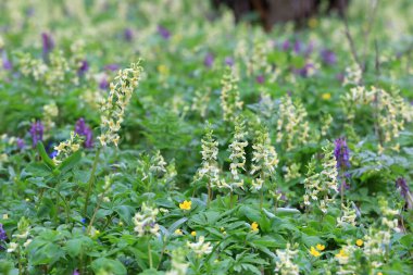 Yeşil bahar çayırında yabani çiçekler