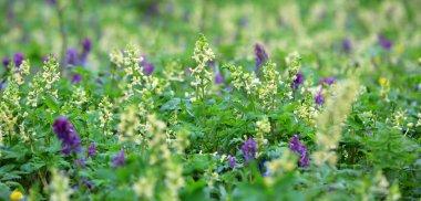 Ormandaki ilkbahar çayırında güzel yabani çiçekler